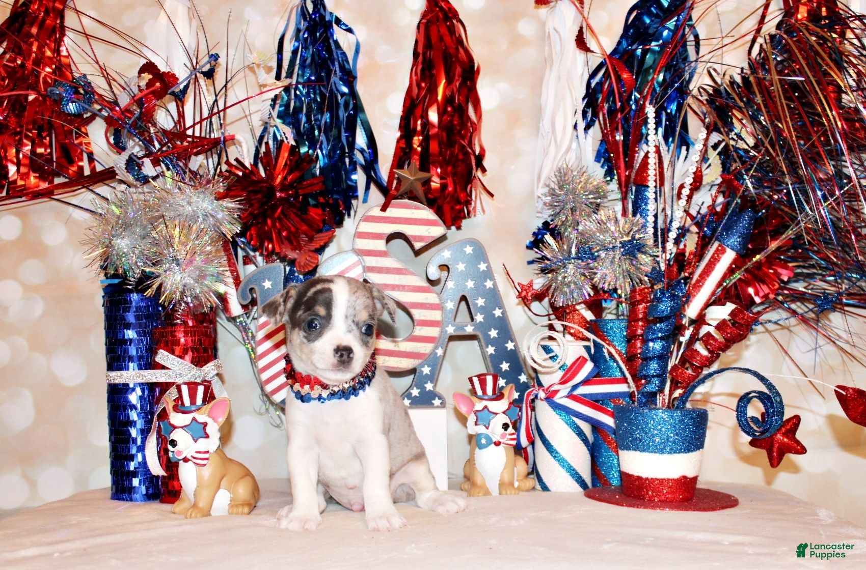 Chihuahua dogs Fuego - Ad 2