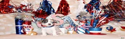 Chihuahua dogs for sale: Fuego - Ad 2