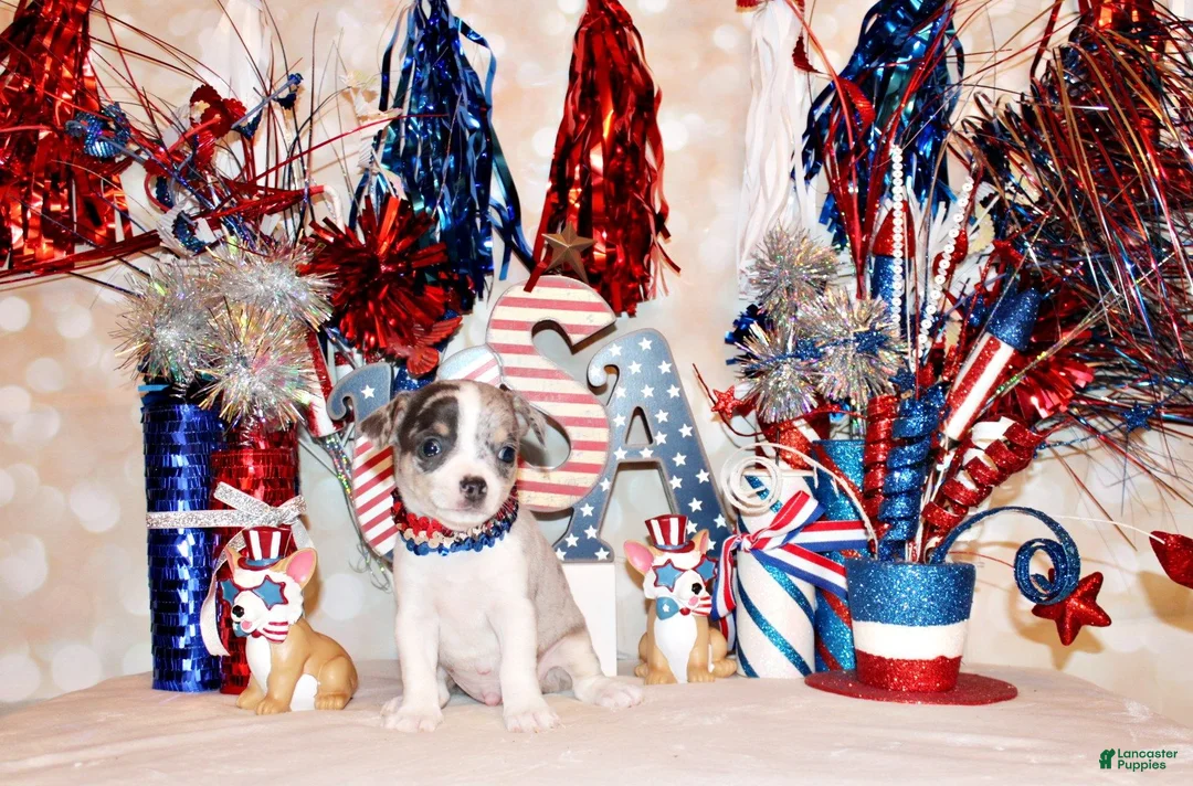 Chihuahua dogs for sale: Fuego - Ad 2