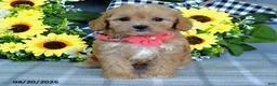 Cavapoo dogs for sale: Tulip - Ad 4
