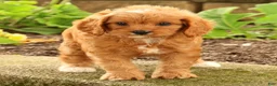 Cavapoo dogs for sale: Jenny - Ad 7