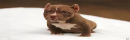 American Bully dogs for sale: Chocolate Female - Ad 5