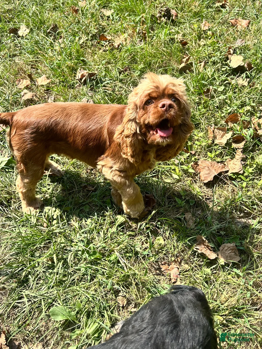 Cocker Spaniel dogs for sale: Cocker Spaniel 4 - Ad 3