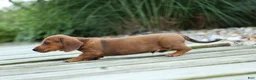 Miniature Dachshund dogs for sale: Tyson 💙 - Ad 15