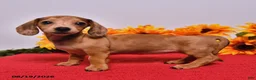 Miniature Dachshund dogs for sale: Daisy - Ad 4