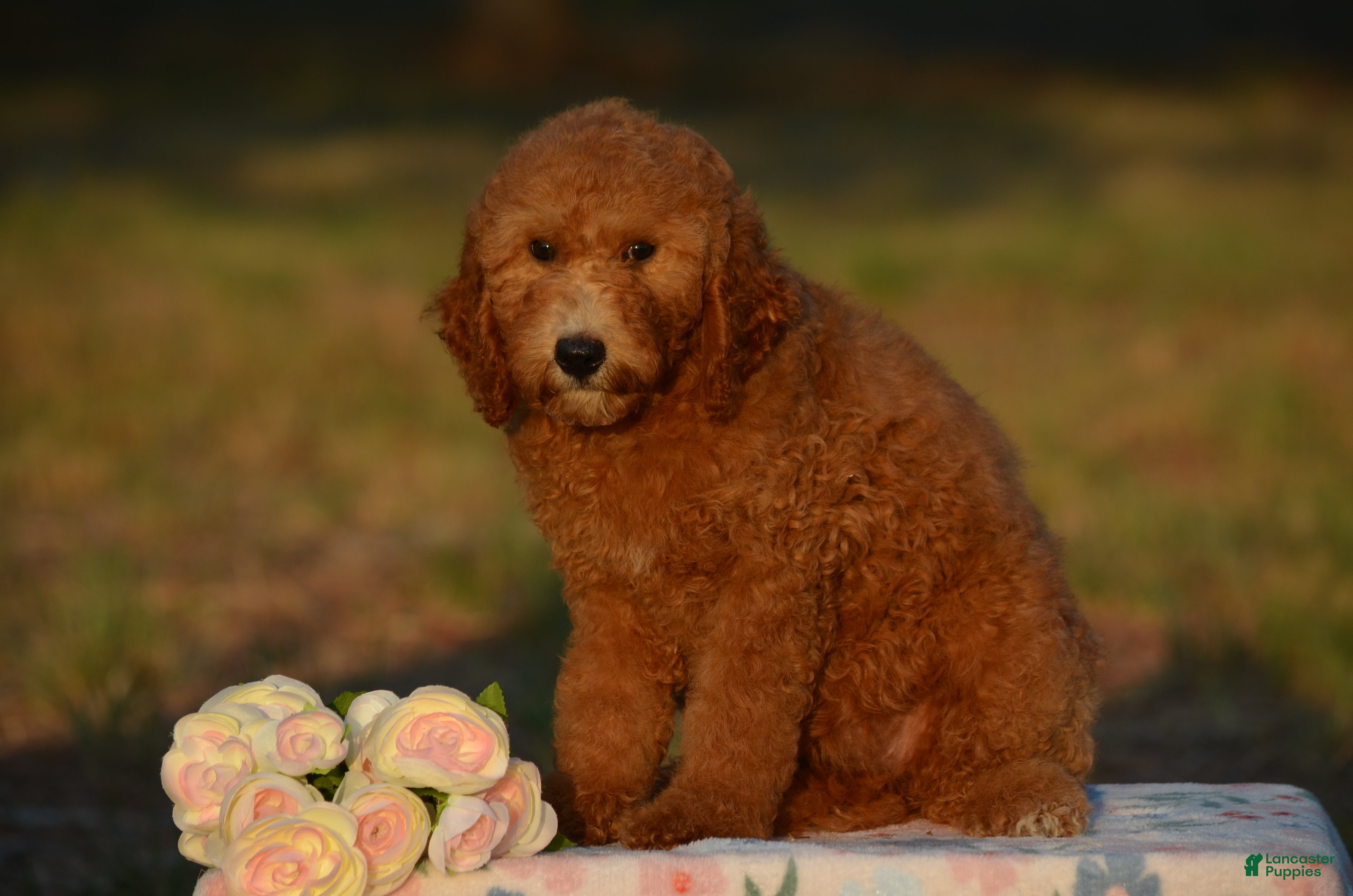 Mini Goldendoodle dogs Abby - Ad 2