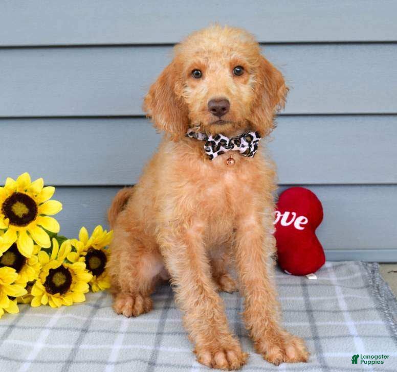Labradoodle dogs Callie - Ad 2
