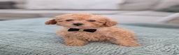 Toy Poodle dogs for sale: Apollo  - Ad 6