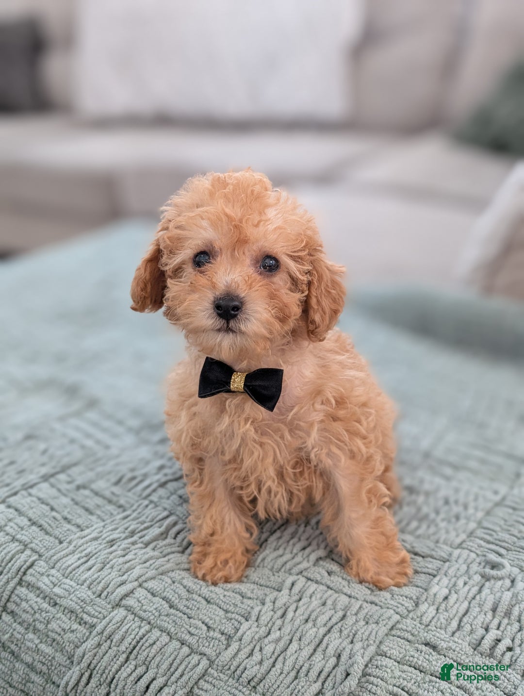 Toy Poodle dogs for sale: Apollo  - Ad 6