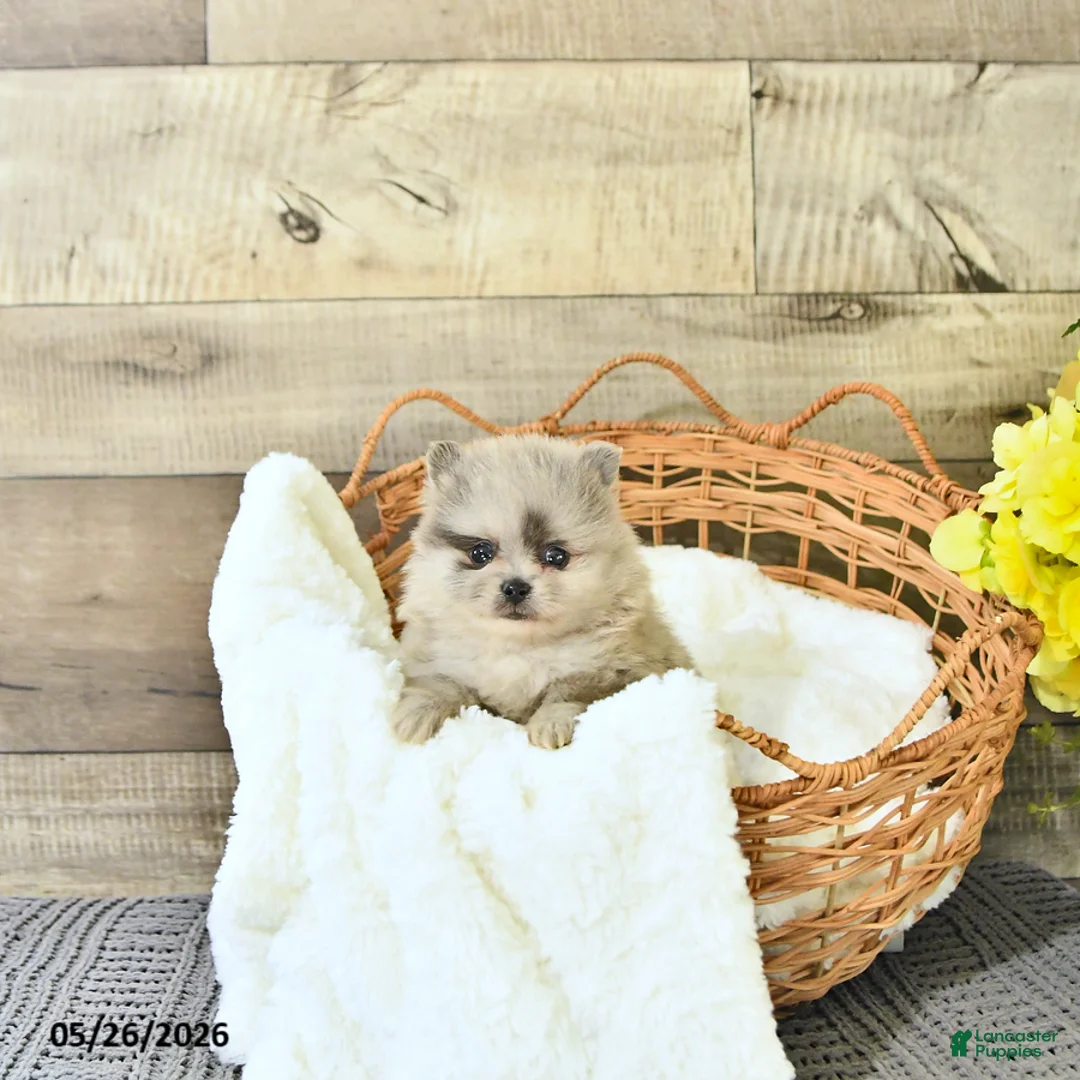 Pomeranian dogs for sale: Curtis - Ad 1