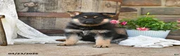 German Shepherd dogs for sale: Sage - Ad 2