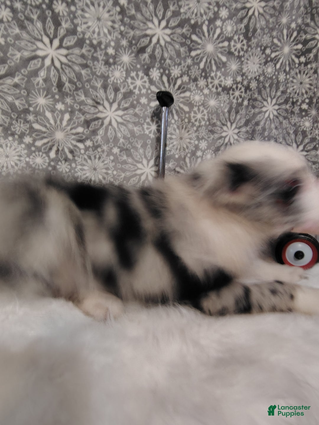 Australian Shepherd dogs for sale: Muffin - Ad 4