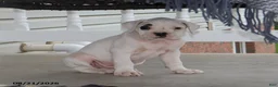 Boxer dogs for sale: Quinton - Ad 10