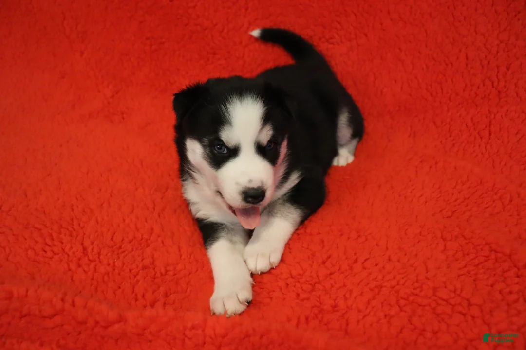 Siberian Husky dogs for sale: Nyx - Ad 2