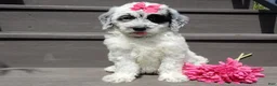 Sheepadoodle dogs for sale: Brooke-MEDIUM - Ad 6