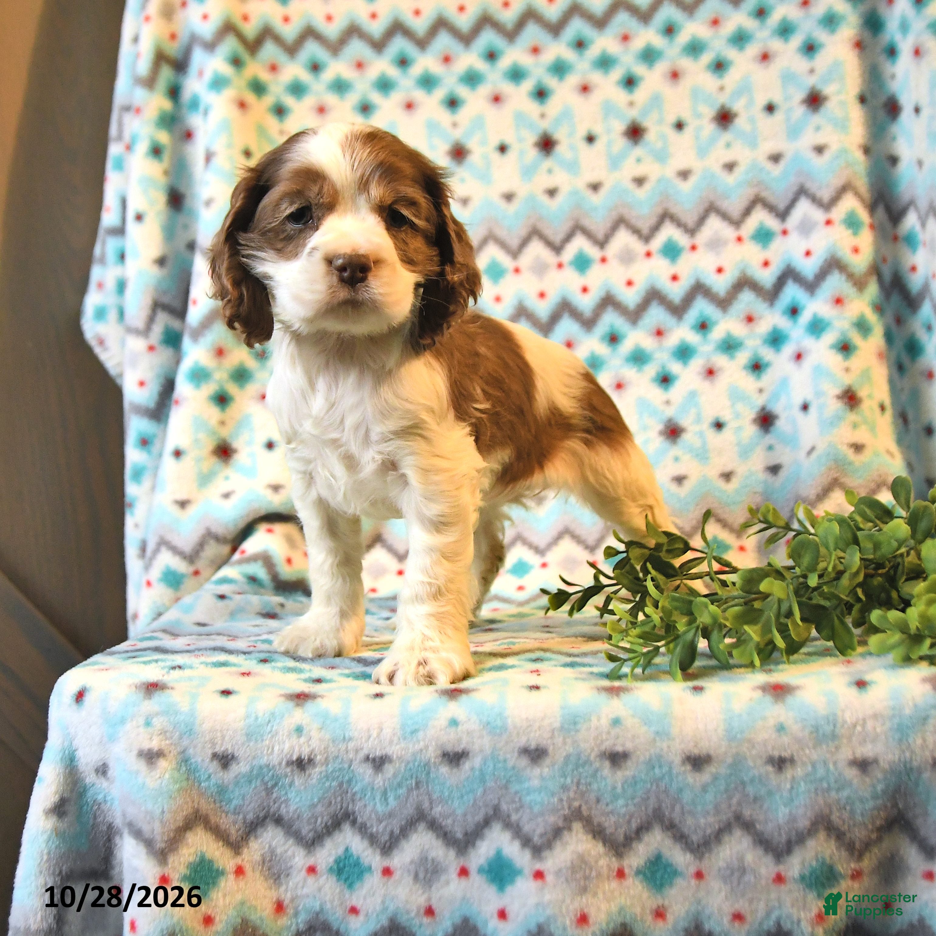 Cocker Spaniel dogs for sale: Tessa - Ad 1