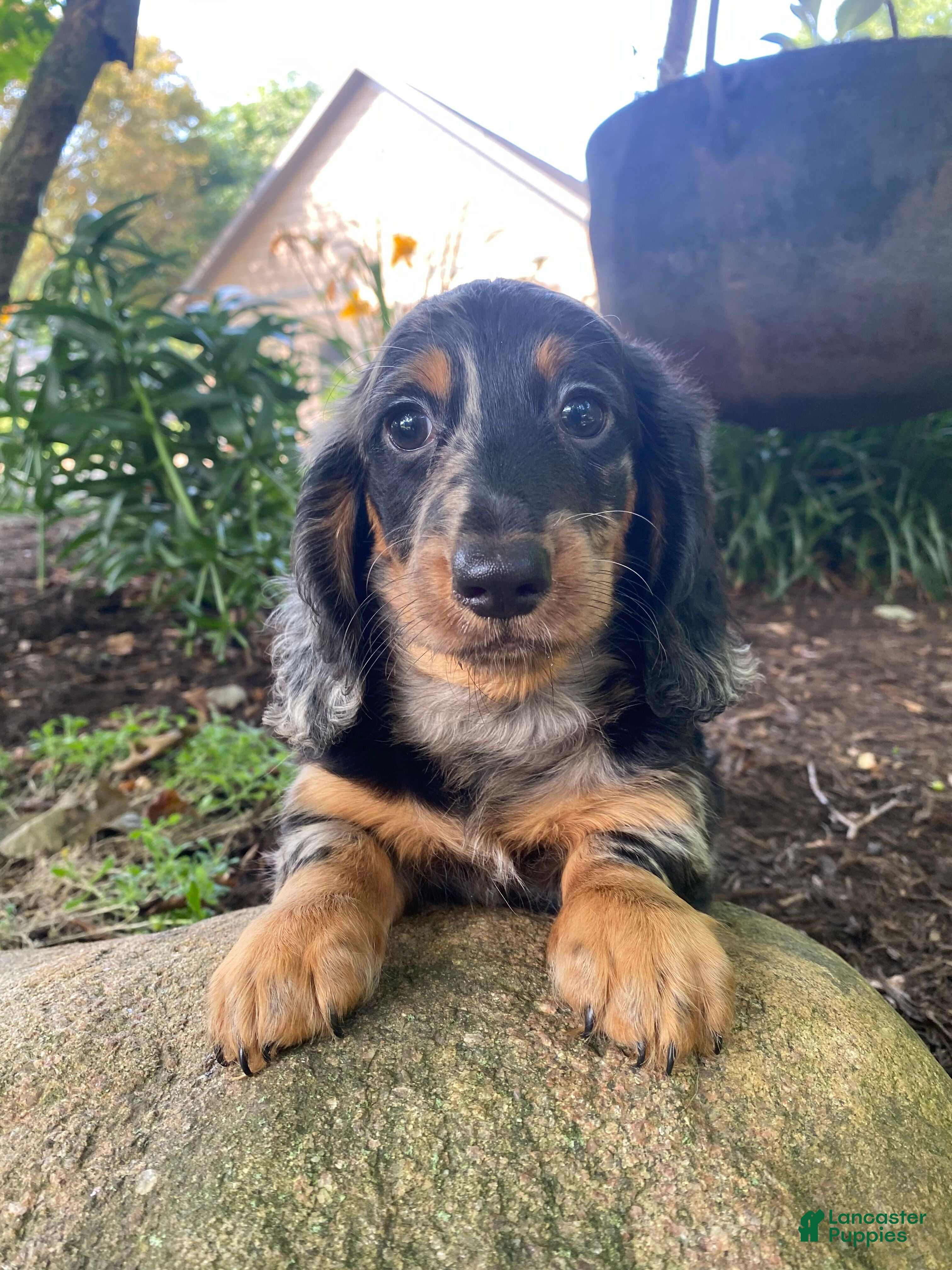 Miniature Dachshund dogs Princess - Ad 1