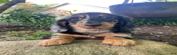 Miniature Dachshund dogs for sale: Princess - Ad 1