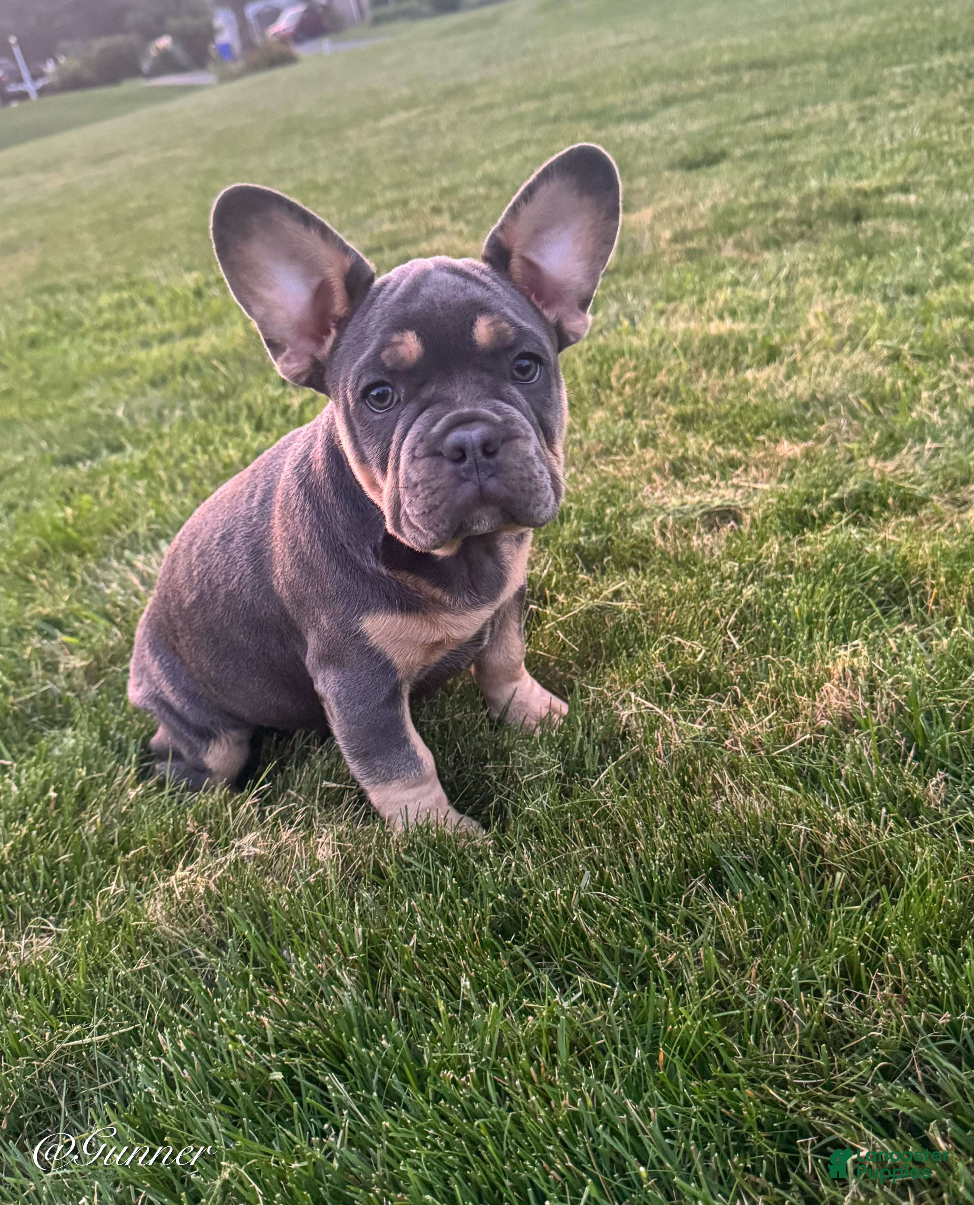 French Bulldog dogs Gunner  - Ad 2