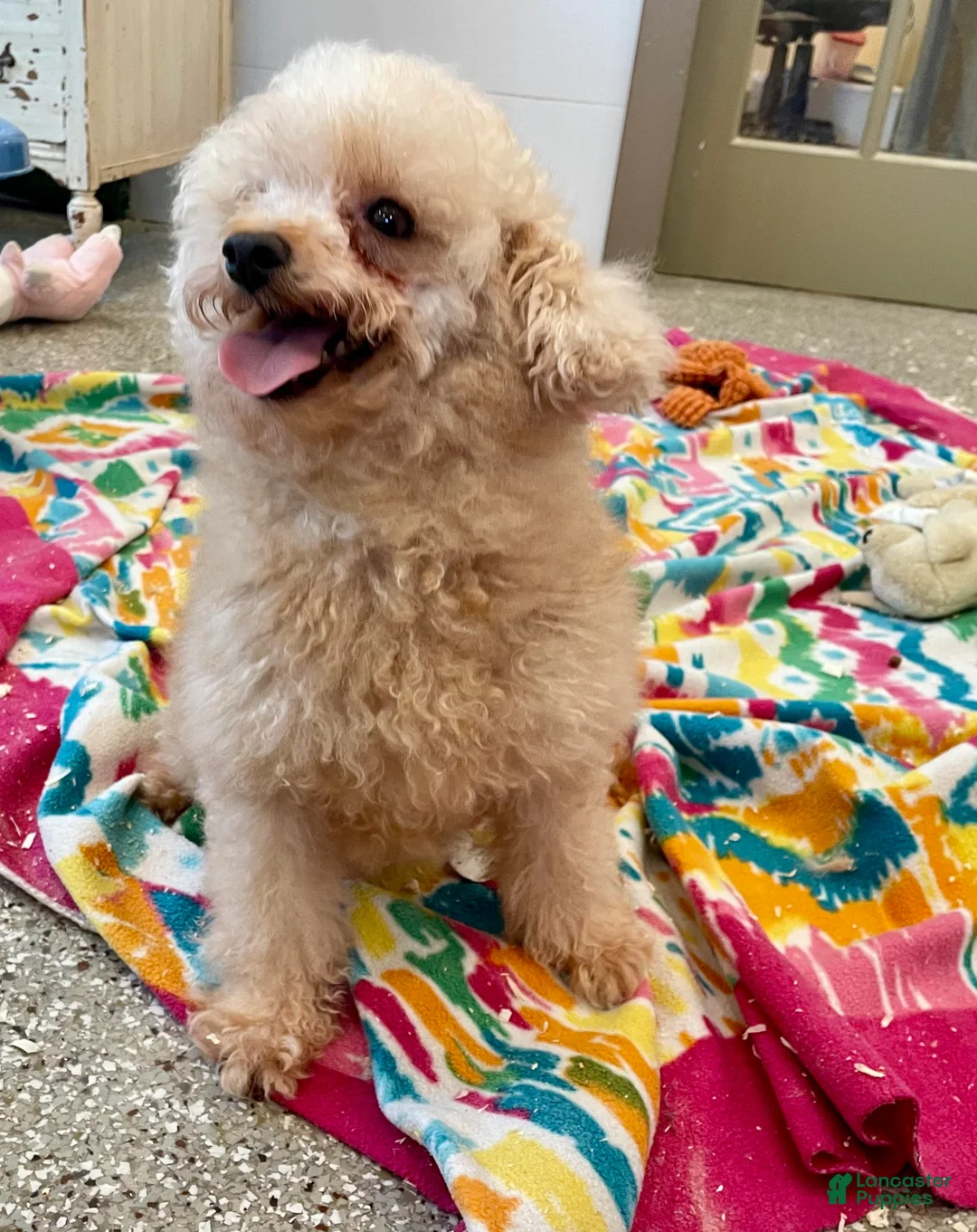 Schnoodle dogs for sale: Daisy - Ad 6