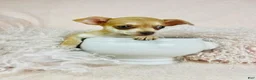 Chihuahua dogs for sale: Chihuahua Puppy 2 - Ad 1
