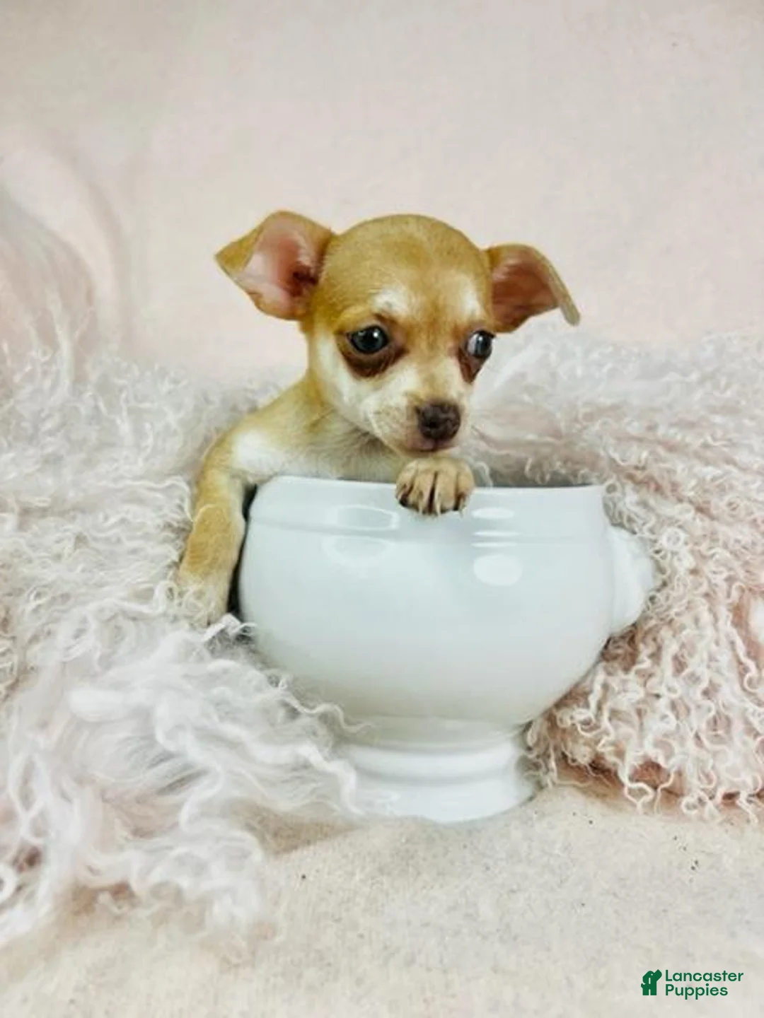 Chihuahua dogs for sale: Chihuahua Puppy 2 - Ad 1