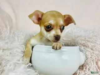 Chihuahua dogs Chihuahua Puppy 2 - Ad 31