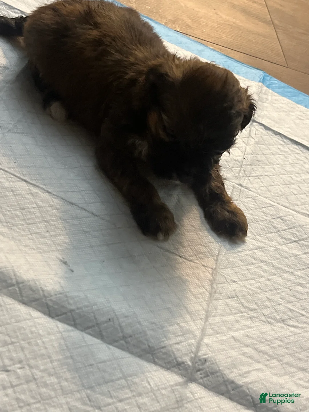 Mixed Breed dogs for sale: Mixed Breed 3 - Ad 2
