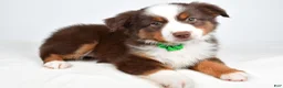 Miniature Australian Shepherd dogs for sale: Malaya - Ad 8