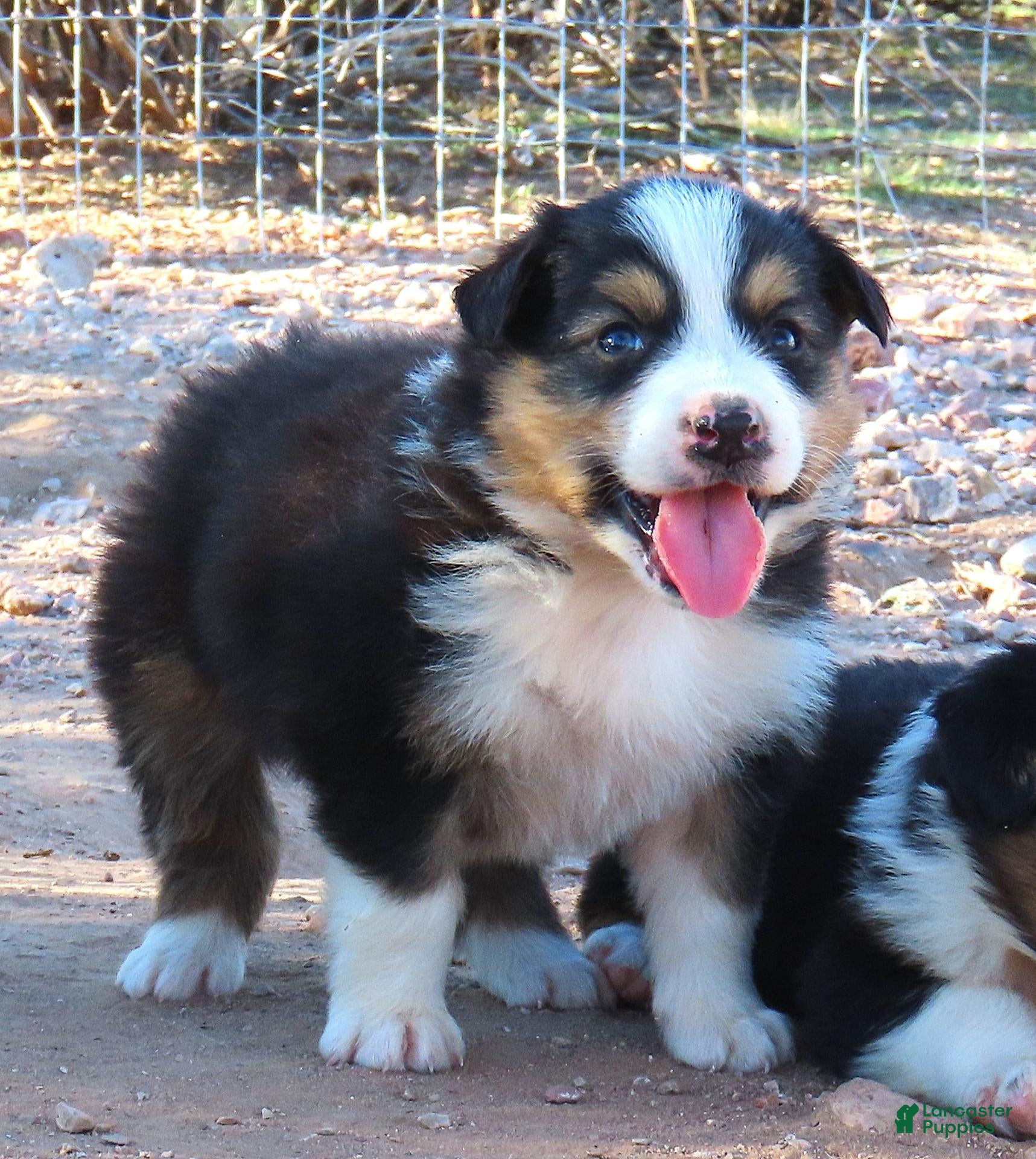 Australian Shepherd dogs Black tri male - Ad 1