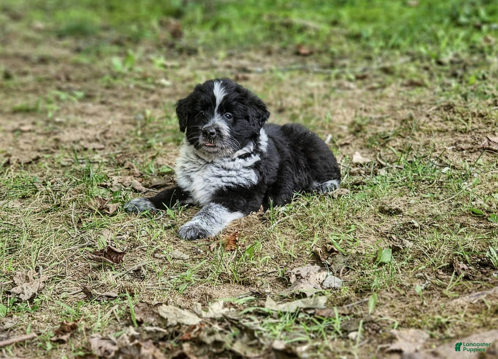 Mixed Breed dogs Tucker - Ad 16