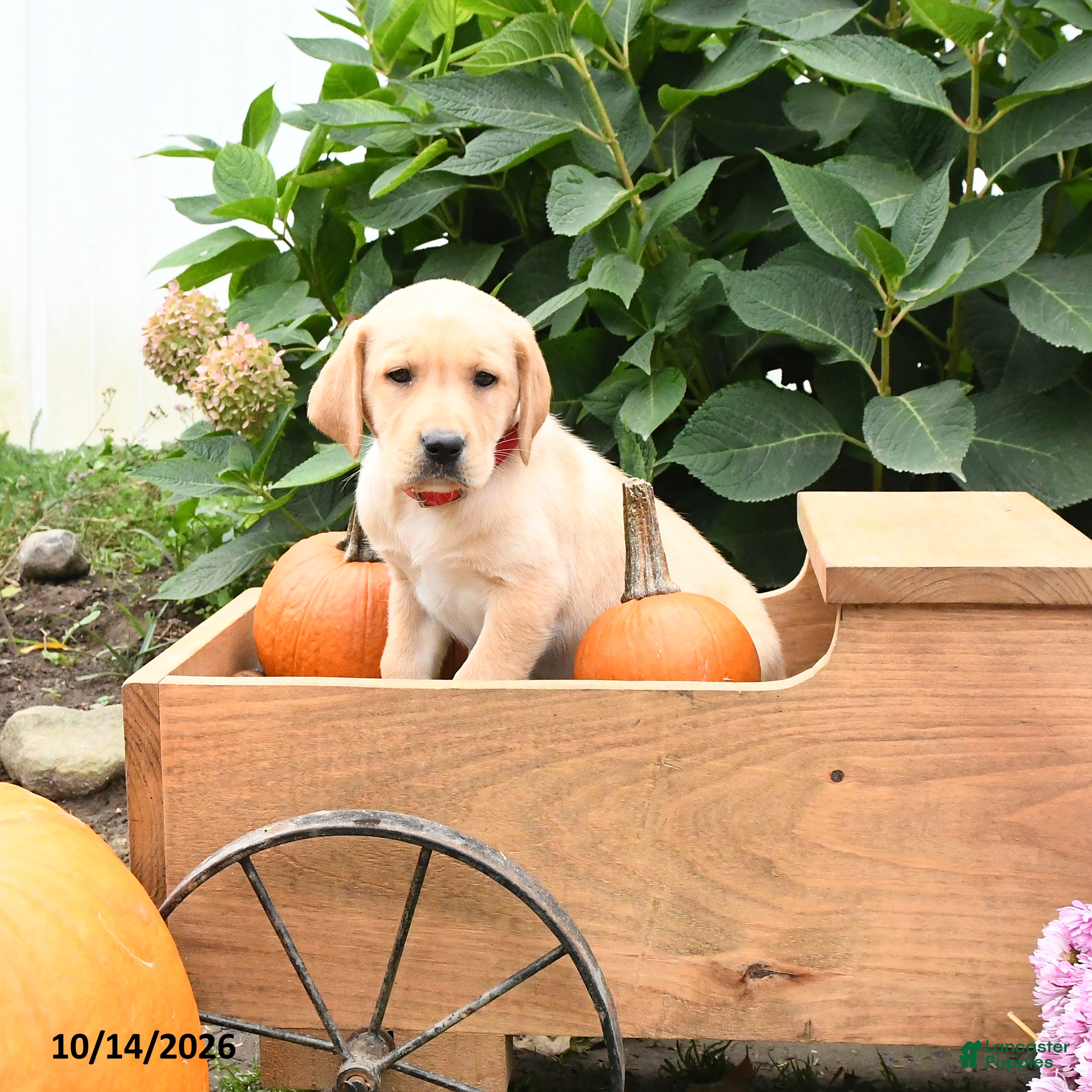 Labrador Retriever dogs Timmy - Ad 2