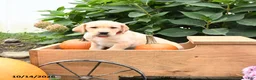 Labrador Retriever dogs for sale: Timmy - Ad 2
