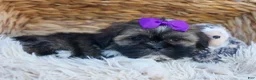 Shih Tzu dogs for sale: SADIE - Ad 4