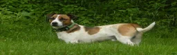 Jack Russell Terrier dogs for sale: Snickers - Ad 2