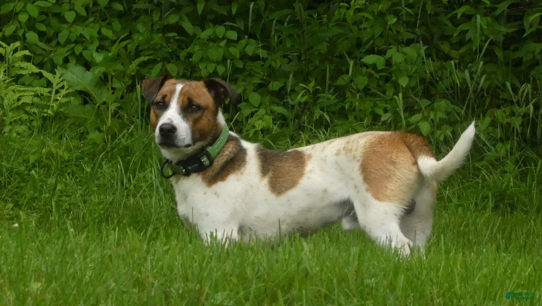 Jack Russell Terrier dogs for sale: Snickers - Ad 2