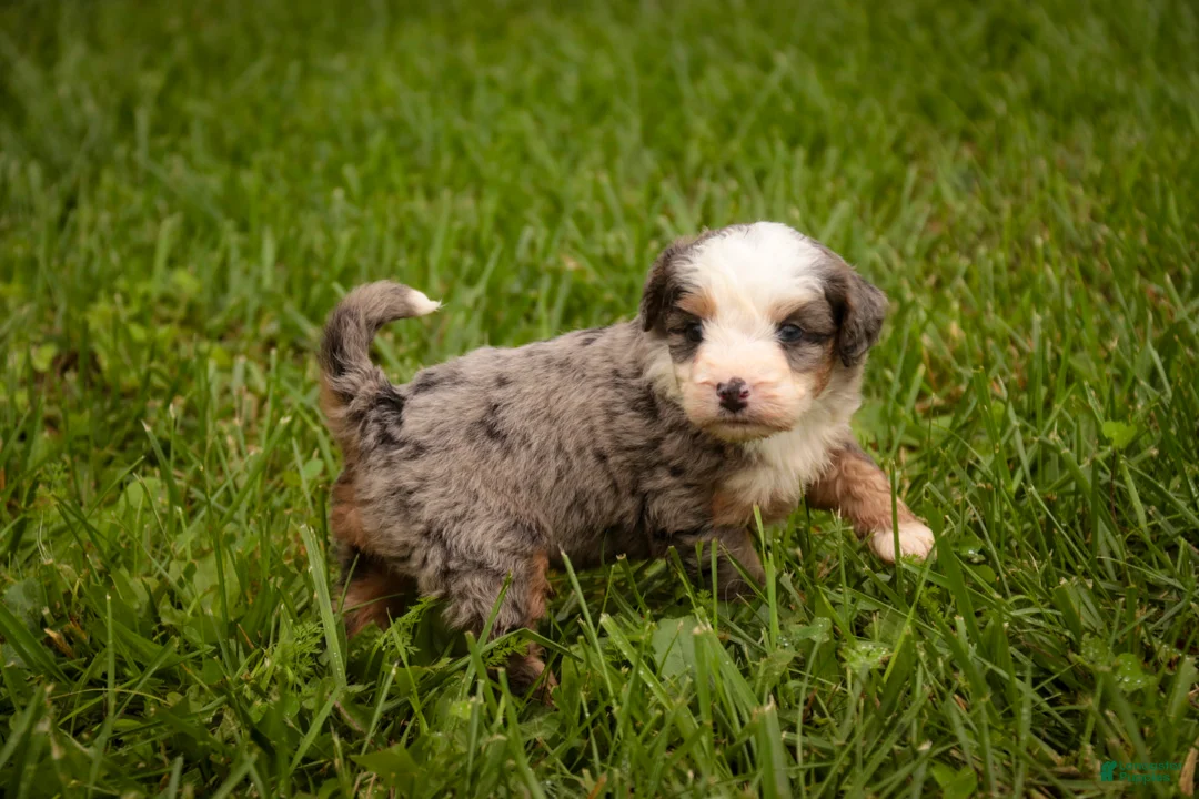 Mini Bernedoodle dogs for sale: Harvest F1 Mini Bernedoodle  - Ad 2