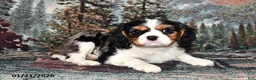 Cavalier King Charles Spaniel dogs for sale: Rocky - Ad 1