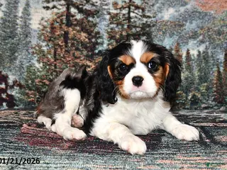 Cavalier King Charles Spaniel dogs Rocky - Ad 31