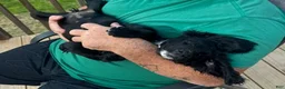 Cocker Spaniel dogs for sale: Ozzy <3 - Ad 1