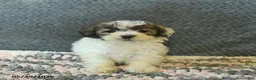Maltipoo dogs for sale: Lilac - Ad 3
