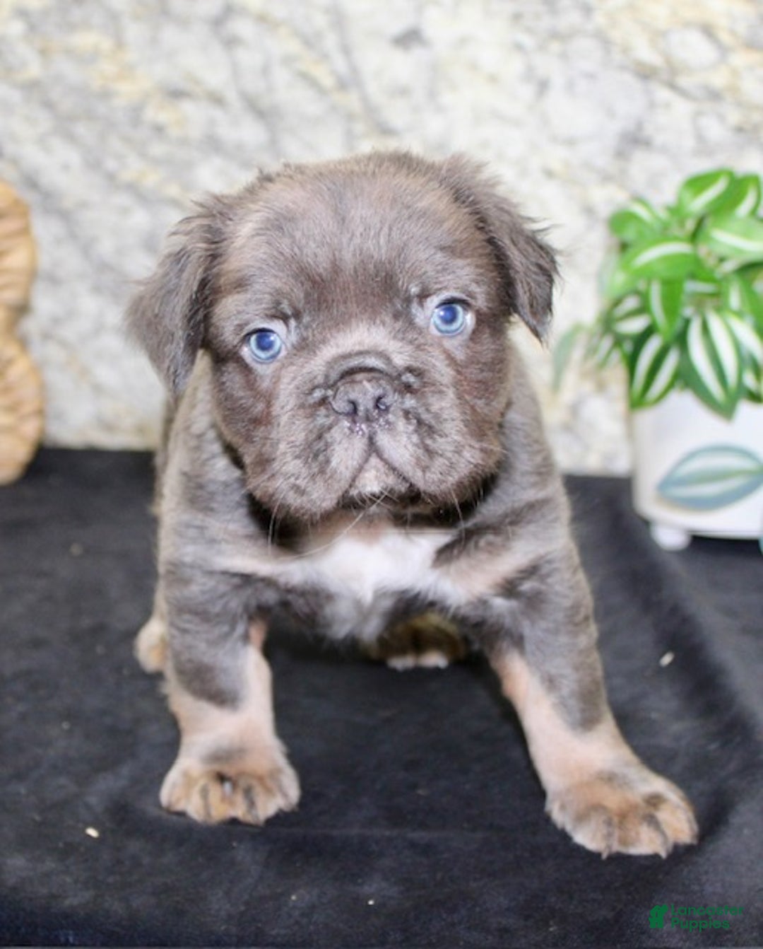 French Bulldog dogs for sale: Shadow - Ad 2