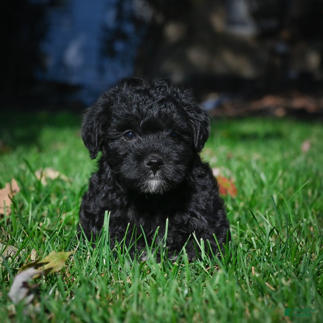 Yorkiepoo dogs for sale: Carol - Ad 8