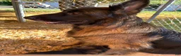 German Shepherd dogs for sale: Max - Ad 3