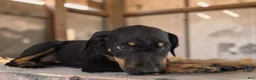 Catahoula Leopard Dog dogs for sale: Gypsie 2026 Female 2 - Ad 9