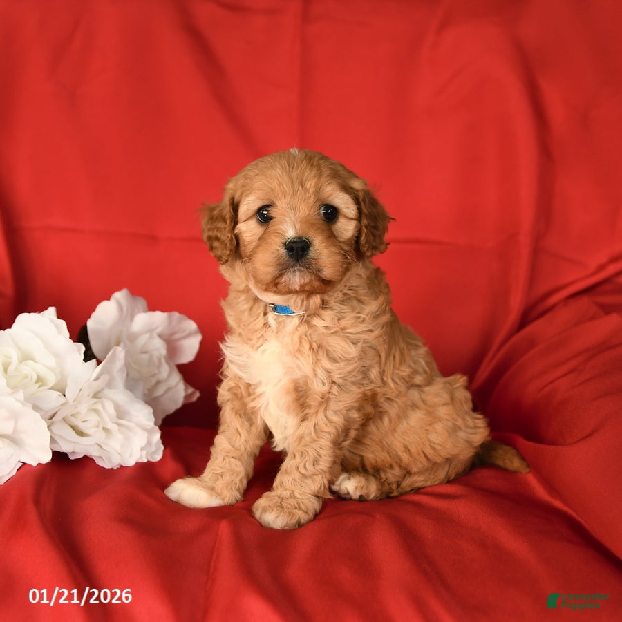 Cavapoo dogs Chunky - Ad 2
