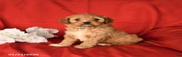 Cavapoo dogs for sale: Chunky - Ad 2