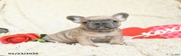 French Bulldog dogs for sale: Benz - Ad 2