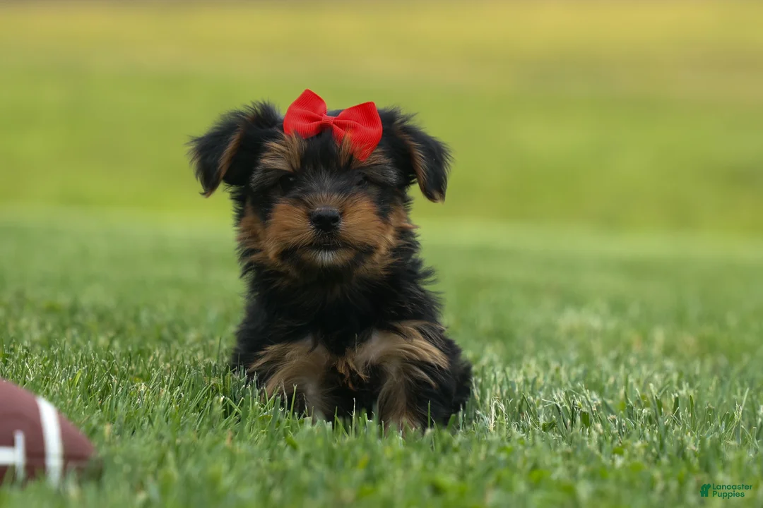Yorkshire Terrier dogs for sale:  Benji  💛🐾 - Ad 1