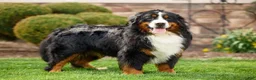 Bernese Mountain Dog dogs for sale: Denali - Ad 6